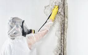 Professional Mold Removal & Remediation in North Weeki Wachee, FL